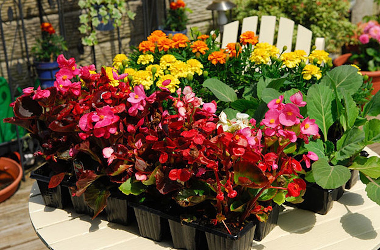 Buy bedding begonias now for your summer displays 